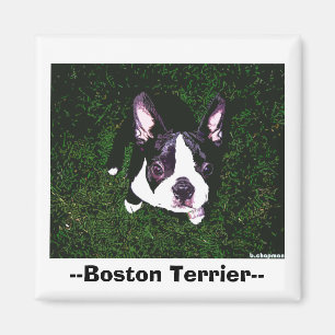 Imã --Boston Terrier--