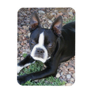 Ímã Boston Terrier