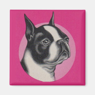 Imã Boston terrier