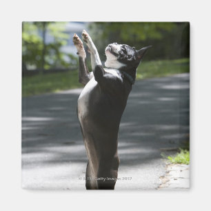 Imã Boston Terrier 2