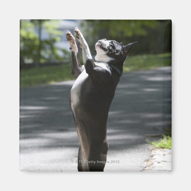Imã Boston Terrier 2 (Frente)