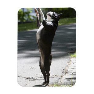 Ímã Boston Terrier 2