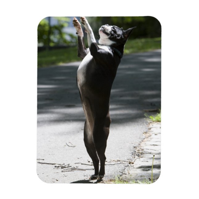 Ímã Boston Terrier 2 (Vertical)