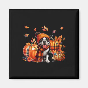 Imã Boston Terrier Ação de Graças Leopard Pumpkins Cai