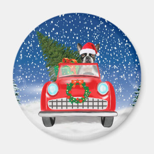 Imã Boston terrier Cão Dirigindo Carro Na Neve Natal
