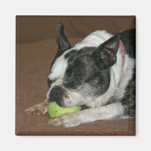 Imã Boston Terrier com bola de tênis - ímã da foto