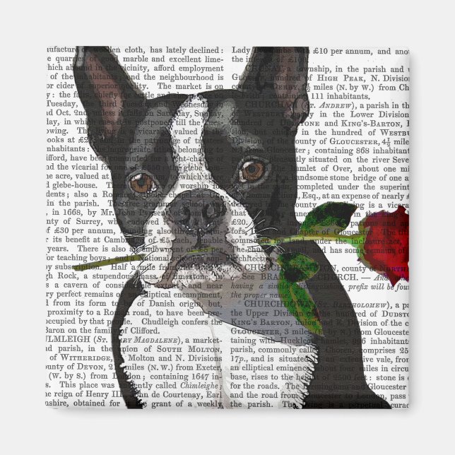 Imã Boston Terrier com Rosa em Boca (Frente)