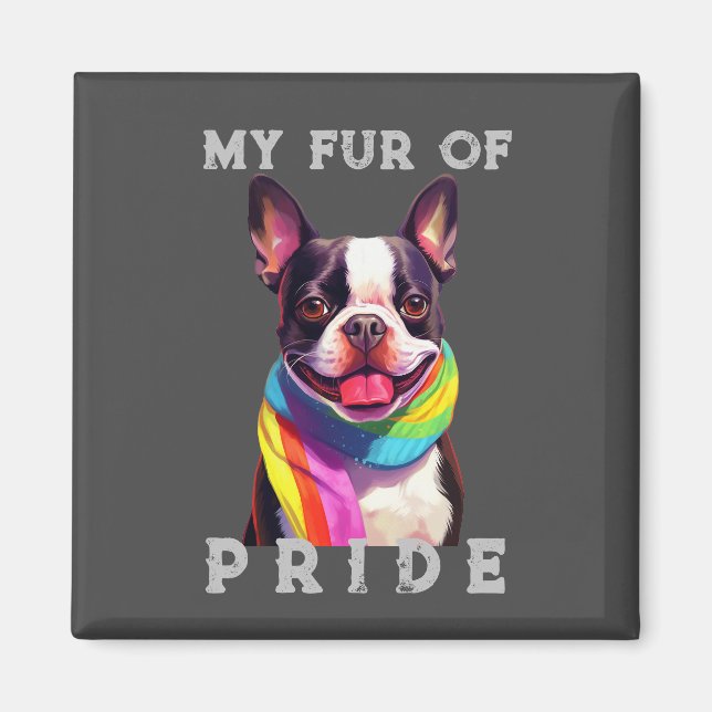 Imã Boston Terrier Dog Rainbow Engraçado Meu Orgulho D (Frente)