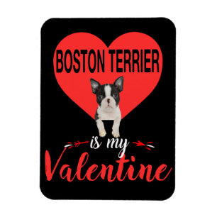Ímã Boston Terrier é o meu presente de Namorados