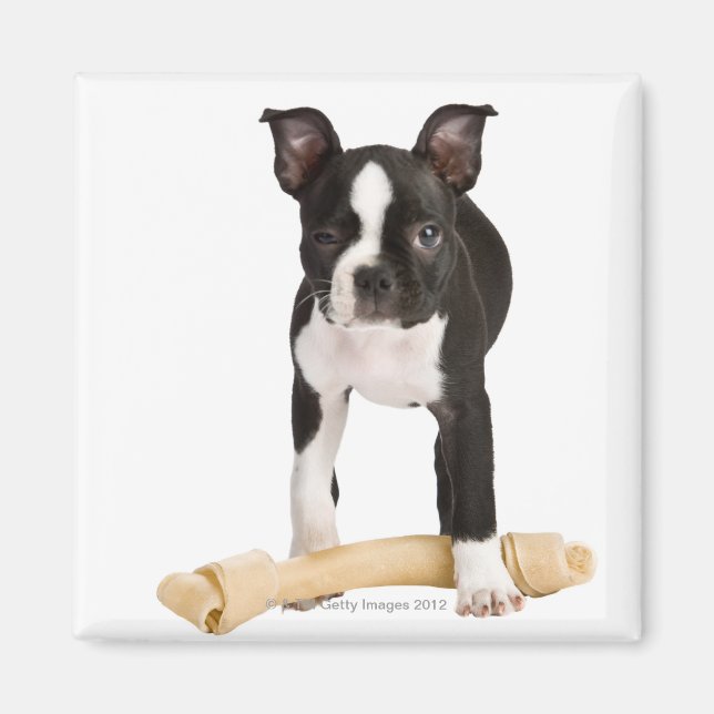 Imã Boston terrier guardando osso torrado (Frente)