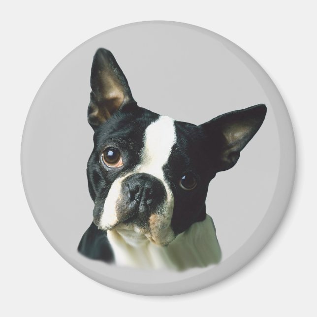 Imã Boston Terrier Magnet (Frente)