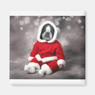 IMÃ BOSTON TERRIER NA SAÍDA XMAS