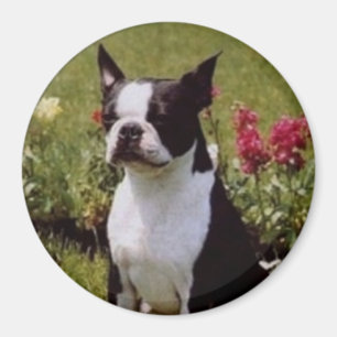 Imã Boston Terrier no ímã do jardim