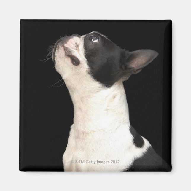 Imã Boston Terrier preto e branco olhando (Frente)