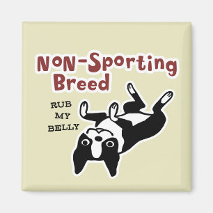 Imã Boston Terrier "Raça Não Esportiva"
