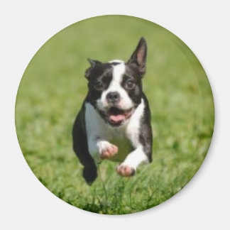 Imã Boston Terrier Running Magnet