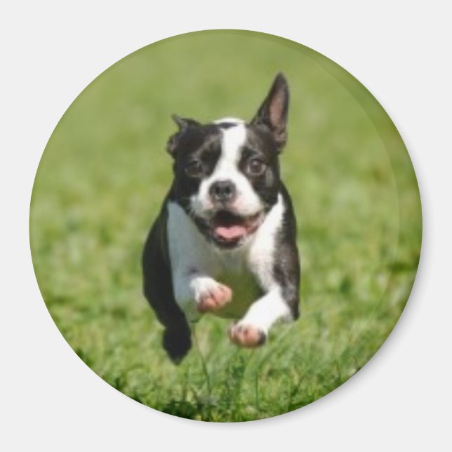Imã Boston Terrier Running Magnet (Frente)