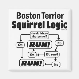 Imã Boston Terrier Squirrel Logic