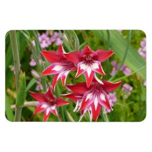 Ímã Botânica de Verão, Gladiolas Vermelhas e Brancas