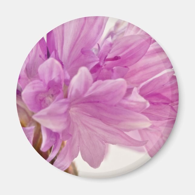 Imã Botão Batchelor (Frente)