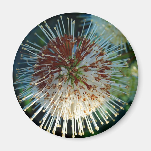 Imã Botão Bush (Frente)