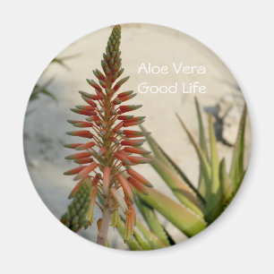Imã Botão de flor da planta Aloe Vera