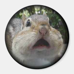 Imã Botão do Chipmunk OMG