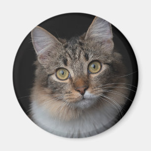 Imã botão do gato