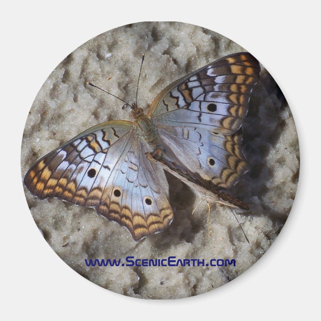 Imã Botão Monarch Refrigerador Magnet (Frente)