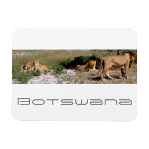 Ímã Botsuana Central Kalahari Lions Savannah Viagem