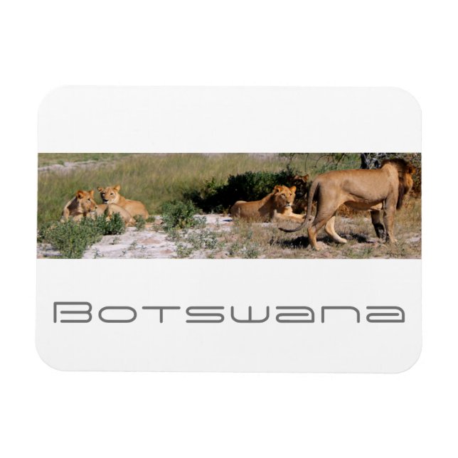 Ímã Botsuana Central Kalahari Lions Savannah Viagem (Horizontal)