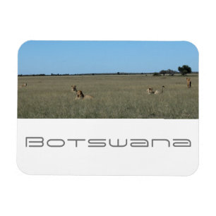 Ímã Botsuana Central Kalahari Lions Savannah Viagem