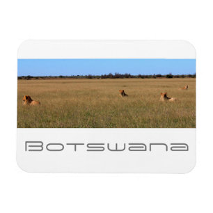 Ímã Botsuana Central Kalahari Lions Savannah Viagem