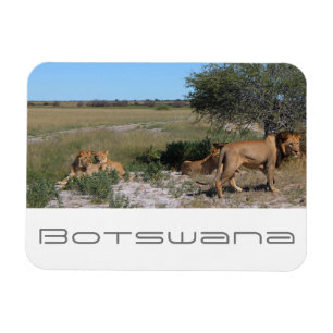 Ímã Botsuana Central Kalahari Lions Savannah Viagem