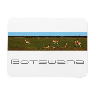Ímã Botsuana Central Kalahari Savannah Springboks