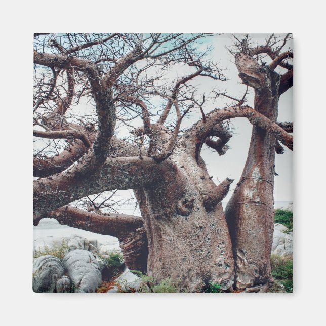 Imã Botsuana Kubu Ilha Baobab Tree Magnet (Frente)