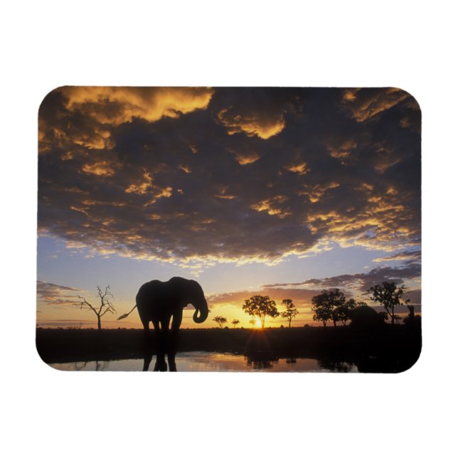 Ímã Botsuana, Parque Nacional de Chobe, Elefante (Horizontal)