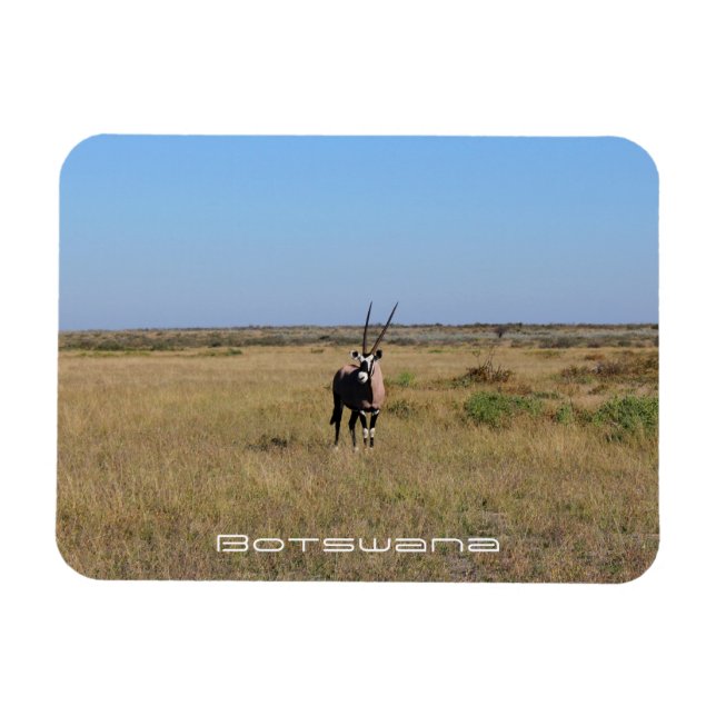 Ímã Botswana Oryx Animal Savannah Travel (Horizontal)