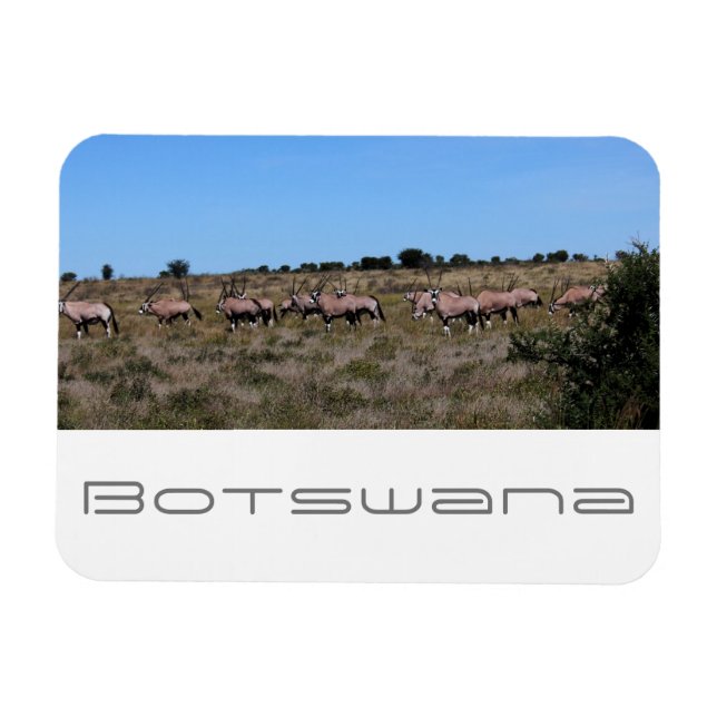 Ímã Botswana Oryx Animals Savannah Travel (Horizontal)