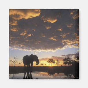 Imã Botswana, Parque Nacional Chobe, Elefante