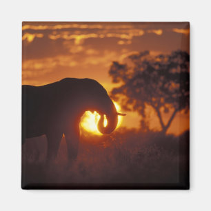 Imã Botswana, Parque Nacional Chobe, Elefante Macho
