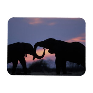 Ímã Botswana, Parque Nacional Chobe, Elefantes