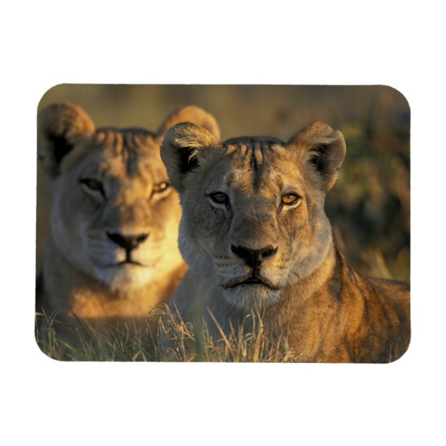 Ímã Botswana, Parque Nacional Chobe, Leões (Horizontal)