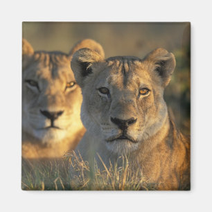 Imã Botswana, Parque Nacional Chobe, Leões