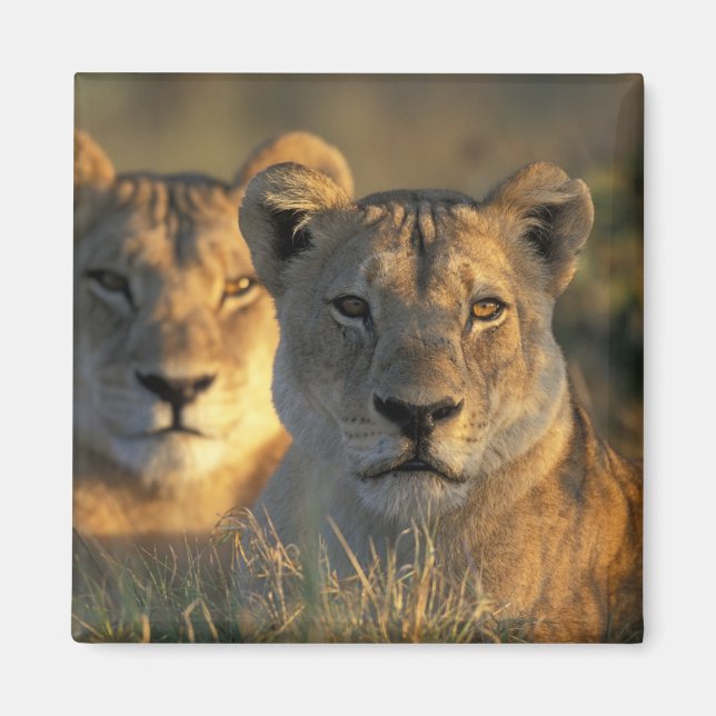 Imã Botswana, Parque Nacional Chobe, Leões (Frente)