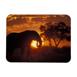 Ímã Botswana, parque nacional de Chobe, elefante de