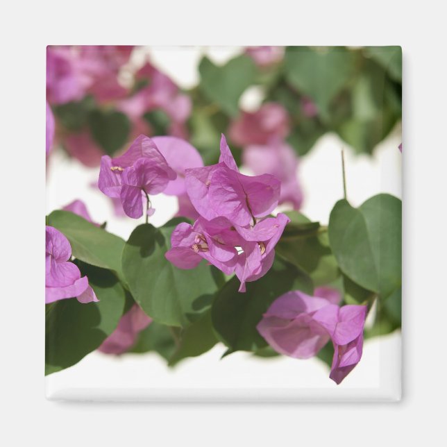 Imã Bougainvillea (Frente)