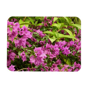 Ímã Bougainvillea púrpura tropical Floral