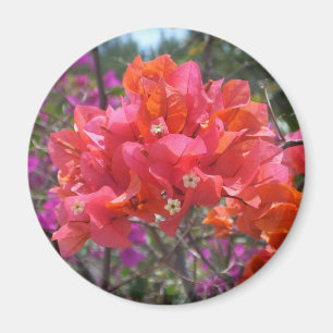 Imã Bougainvillea rosa tropical