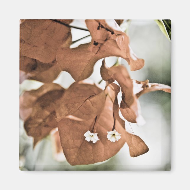 Imã Bougainvillea Vermelha (Frente)
